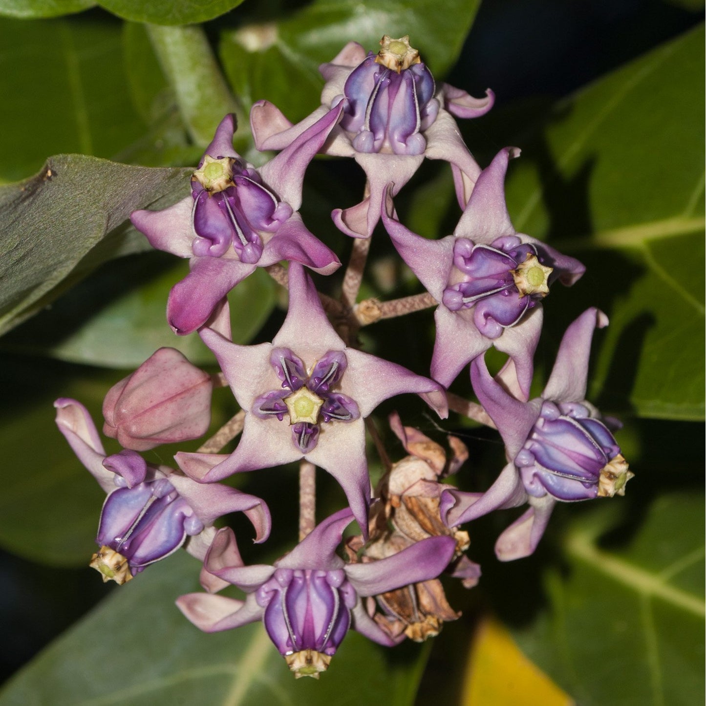 Calotropis gigantea (Crown Flower)
