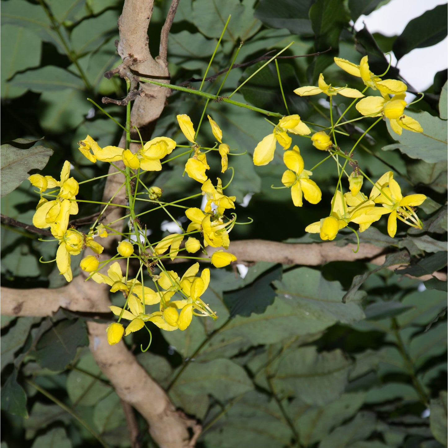 Cassia fistula (Golden Shower Tree)