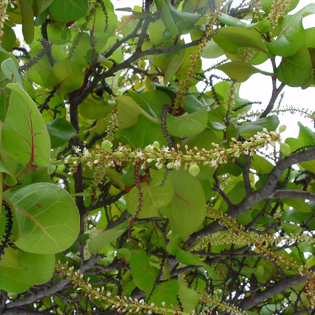 Coccoloba uvifera (Seaside Grape)