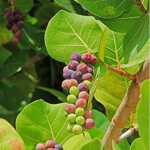 Coccoloba uvifera (Seaside Grape)