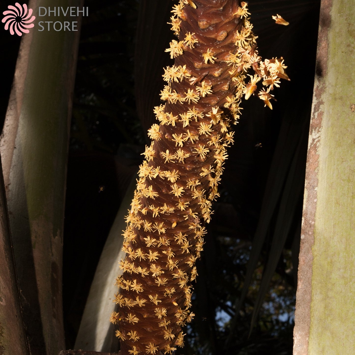 Lodoicea maldivica (Coco de mer, Maldivian Coconut)