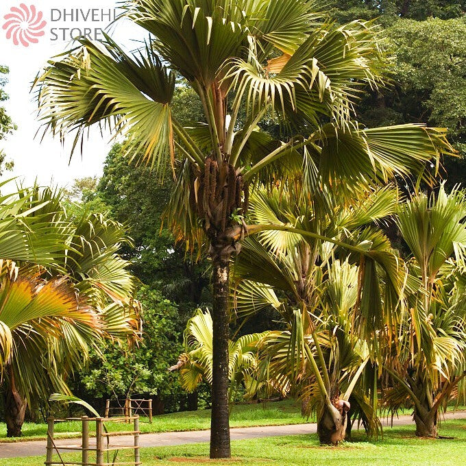 Lodoicea maldivica (Coco de mer, Maldivian Coconut)