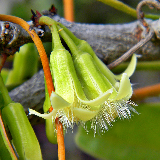 Ximenia americana (Hog Plum)