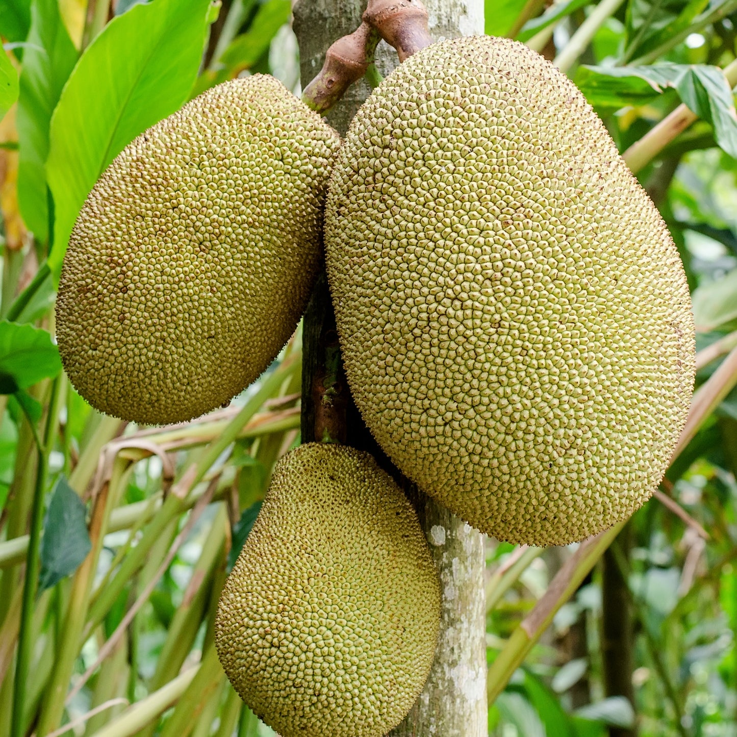 Artocarpus heterophyllus (Jackfruit)