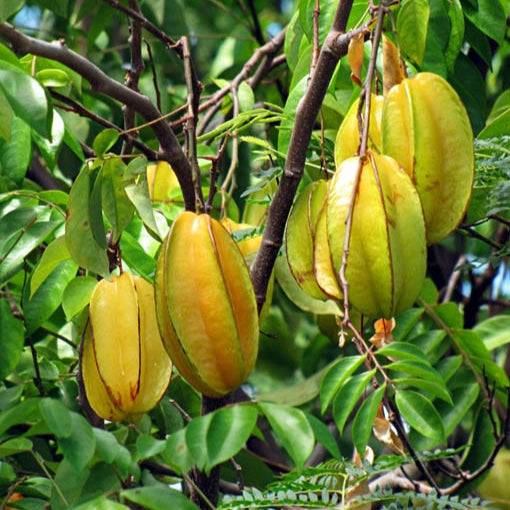 Averrhoa carambola (Starfruit)