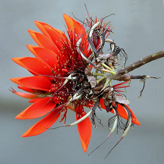 Erythrina variegata (Coral Tree)