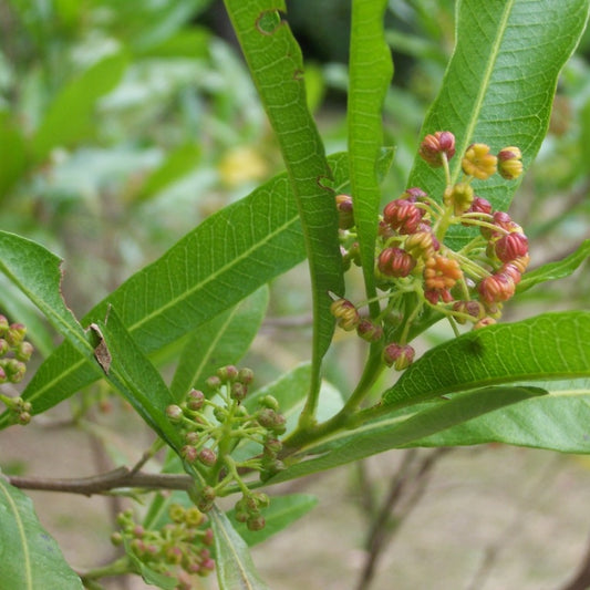 Dodonea viscosa (Broadleaf Hopbush)