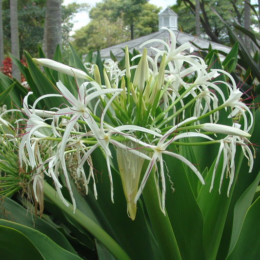 Crinum asiaticum (Poison Bulb)