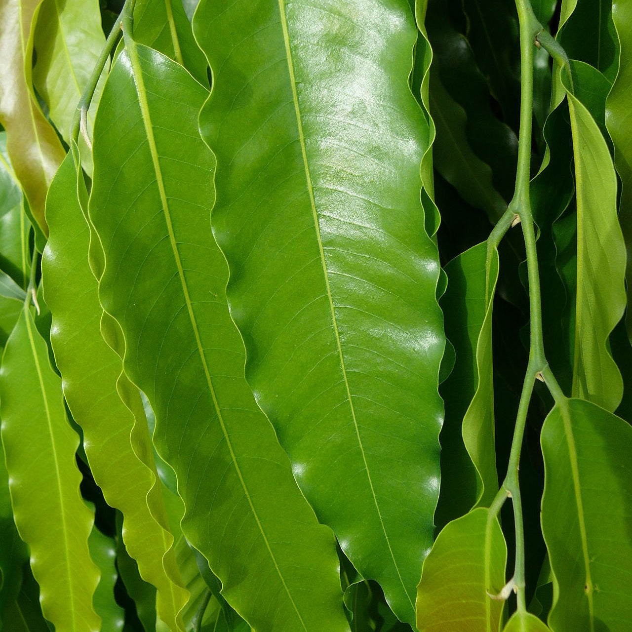 Monoon longifolium (False Ashoka Tree)