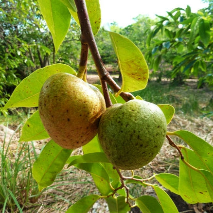 Annona glabra (Pond Apple, Alligator Apple)