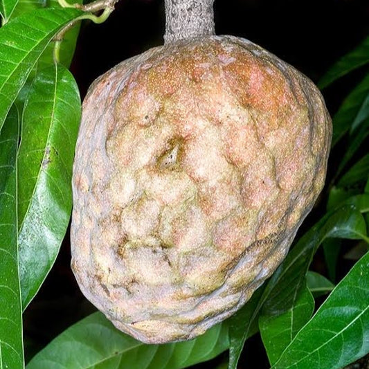 Annona reticulata (Bullock's Heart)