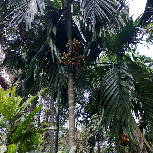 Areca catechu (Betel Nut)