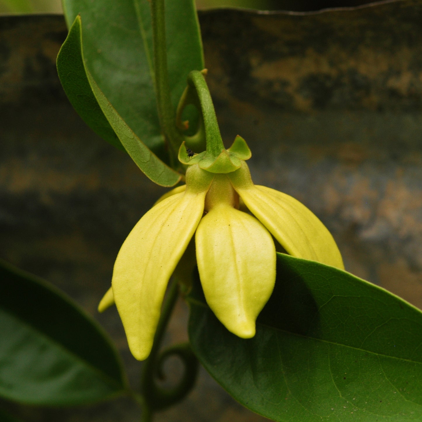 Artabotrys hexapetalus (Climbing Ylang-Ylang)