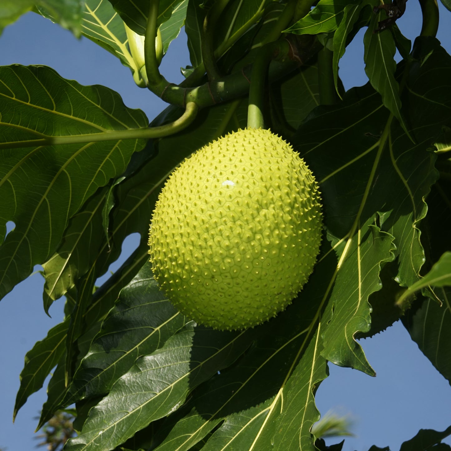 Artocarpus altilis (Breadfruit)