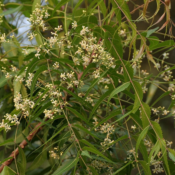 Azadirachta indica (Neem Tree)