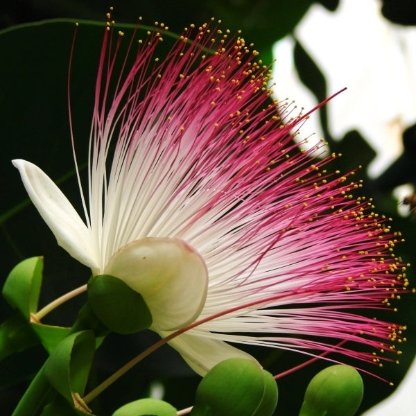 Barringtonia asiatica (Fish Poison Tree)