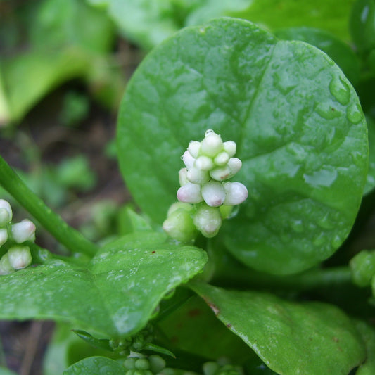 Basella alba (Ceylon Spinach, Malabar Spinach)