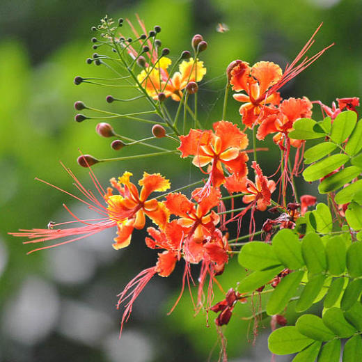 Caesalpinia pulcherrima (Dwarf Poinciana)