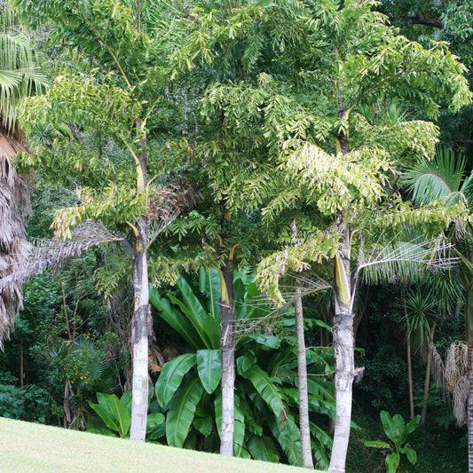 Caryota urens (Solitary Fishtail Palm, Kitul Palm)