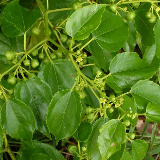 Colubrina asiatica (Asian Snakewood)