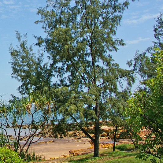 Casuarina equisetifolia