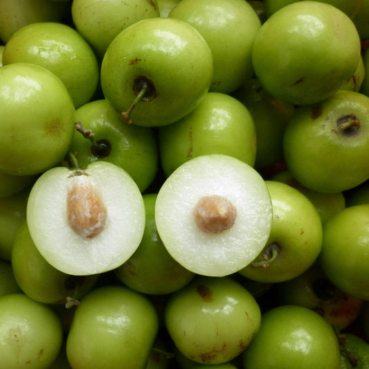 Ziziphus mauritiana (Stone Apple, Indian Jujube)