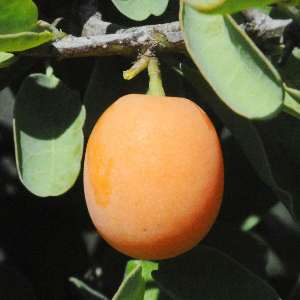 Ximenia americana (Hog Plum)