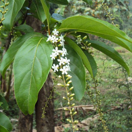 Citharexylum spinosum (Spiny Fiddlewood)