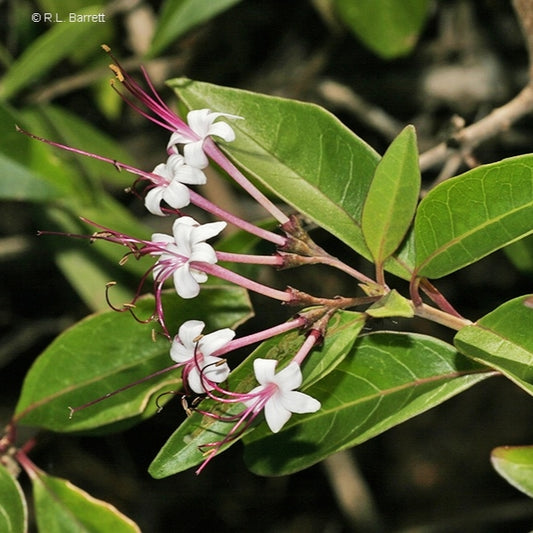 Volkameria inerme (Indian Privet)