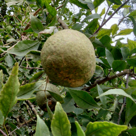 Aegle marmelos (Bael Fruit)