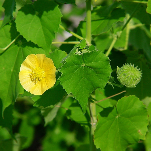 Abutilon indicum (Indian Mallow)