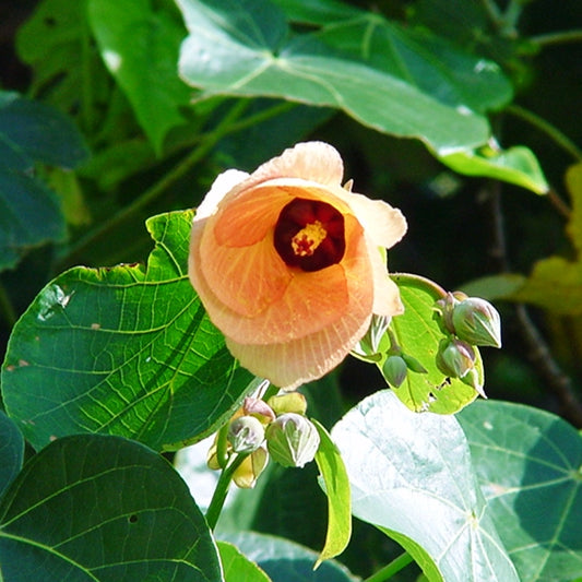 Thespesia populnea (Indian Tulip Tree)