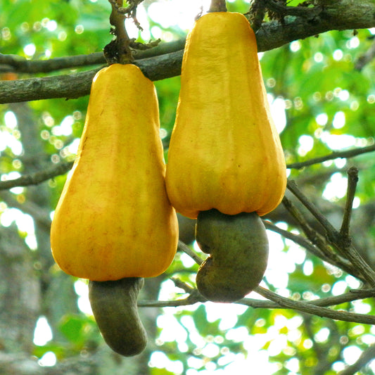 Anacardium occidentale (Cashew Nut)