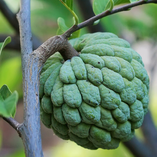 Annona squamosa (Sugar Apple)