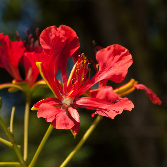 Delonix regia (Flamboyant Tree)