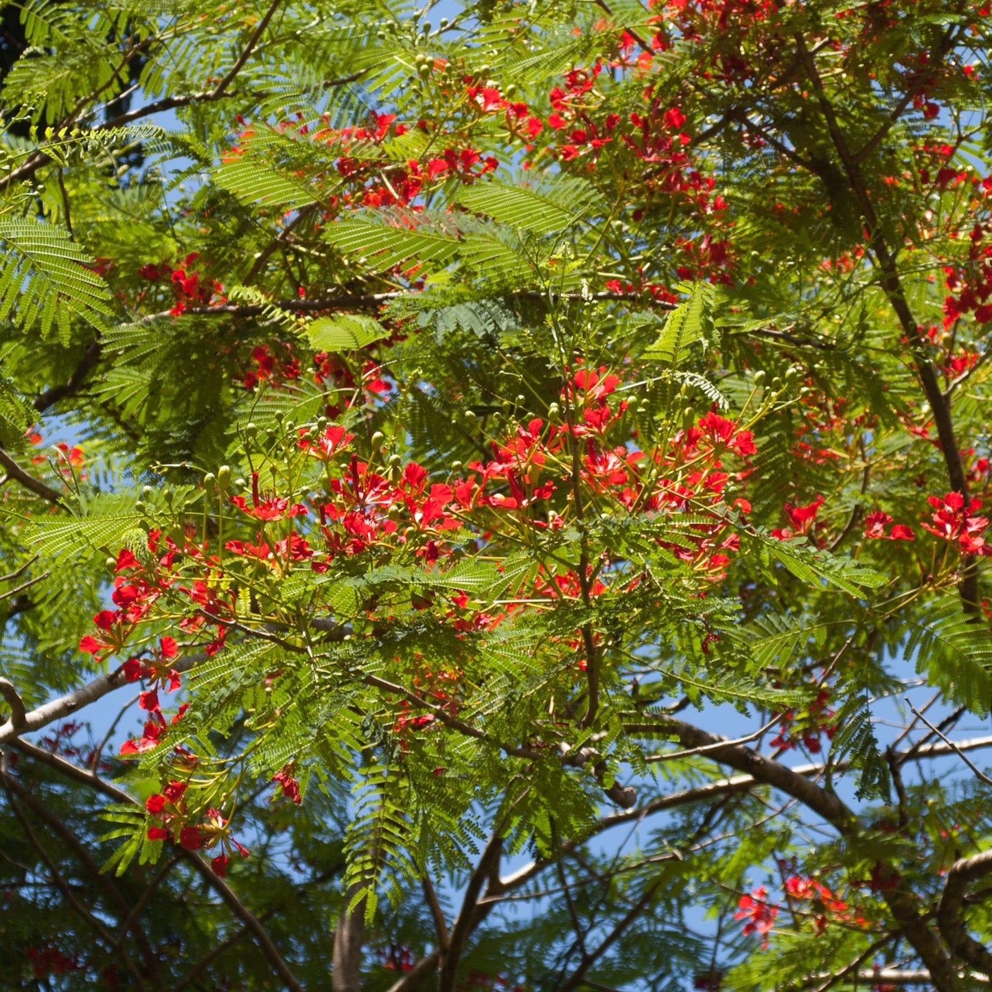 Delonix regia (Flamboyant Tree)