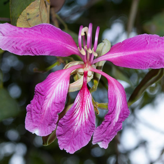 Bauhinia purpurea (Orchid Tree, Butterfly Tree)