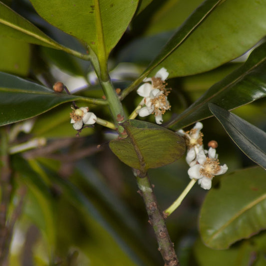 Calophyllum inophyllum (Alexander Laurel, Oil-nut))