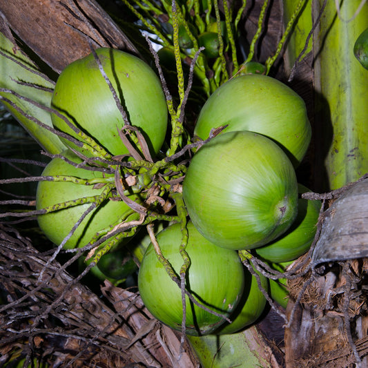 Cocos nucifera (Coconut)