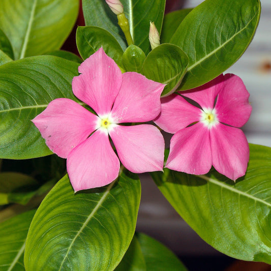 Catharanthus roseus (Madagascar Periwinkle)