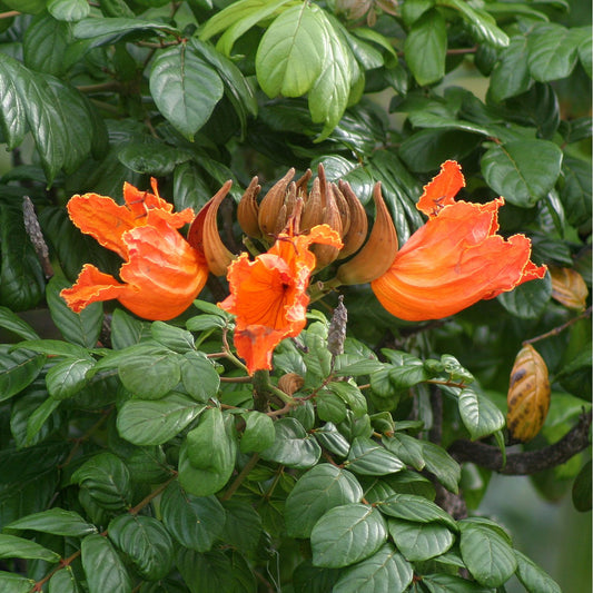 Spathodea campanulata (African Tulip Tree)