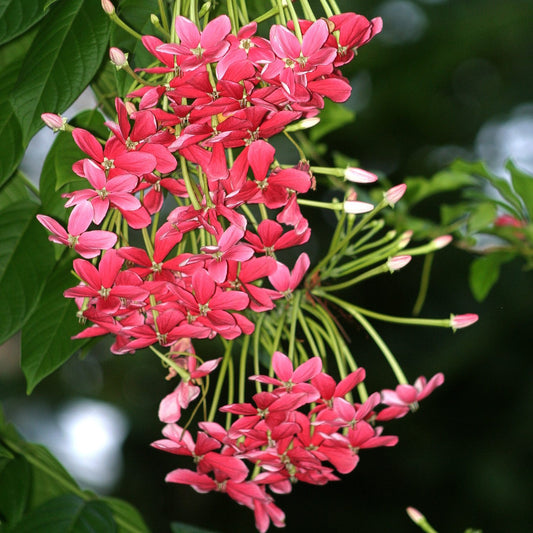 Combretum indica (Drunken Sailor, Rangpon Creeper)