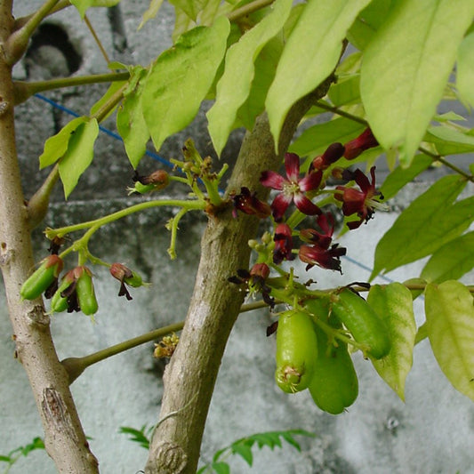 Averrhoa bilimbi (Cucumber Tree)