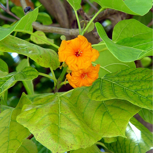 Cordia subcordata (Sea Trumpet)