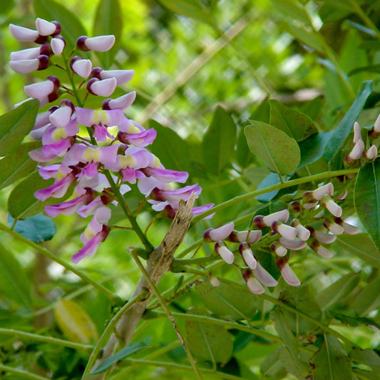 Gliricidia sepium (Quickstick)