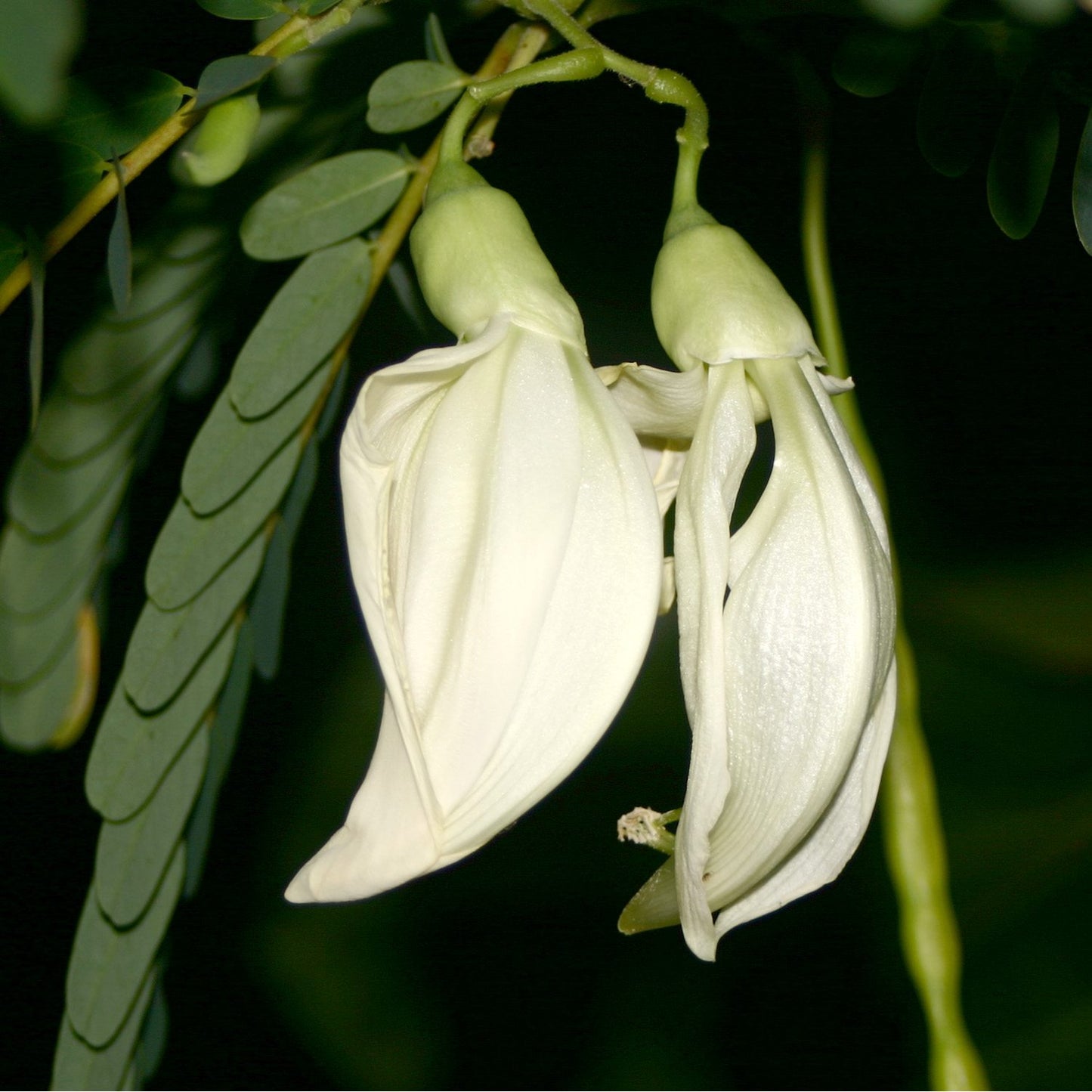 Sesbania grandiflora (Vegetable Hummingbird)