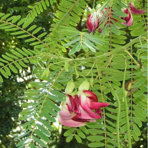 Sesbania grandiflora 'Pink' (Pink Vegetable Hummingbird)