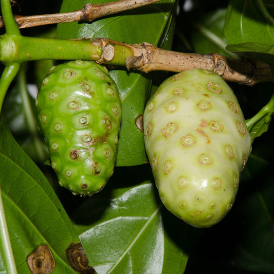 Morinda citrifolia (Noni, Cheese Fruit)