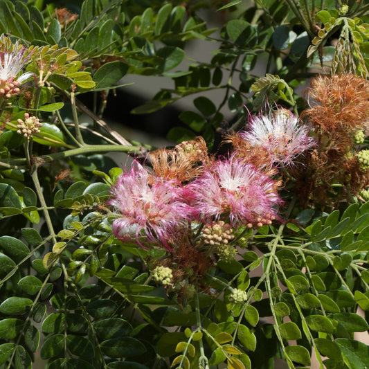 Samanea saman (Rain Tree)