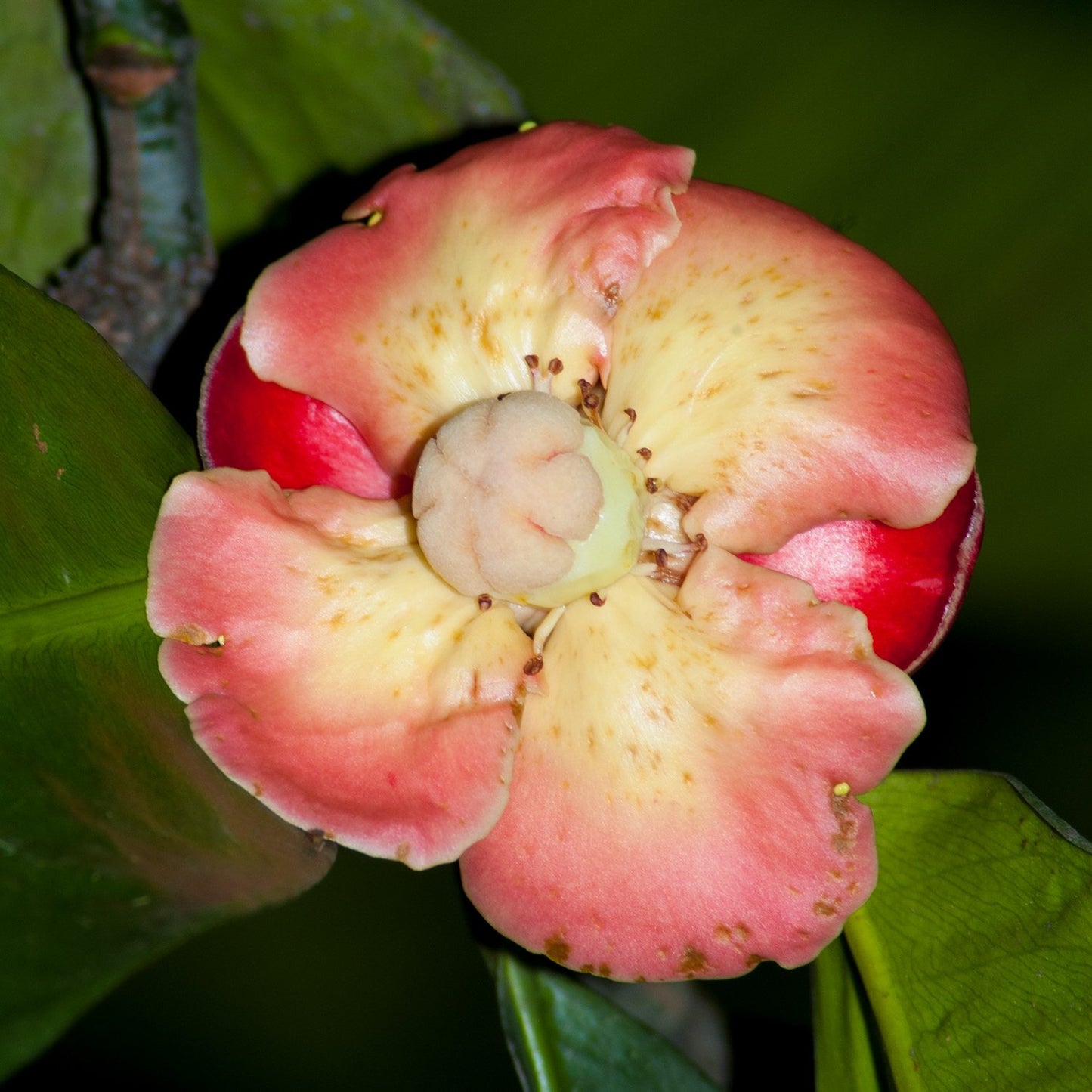 Garcinia mangostana (Mangosteen)